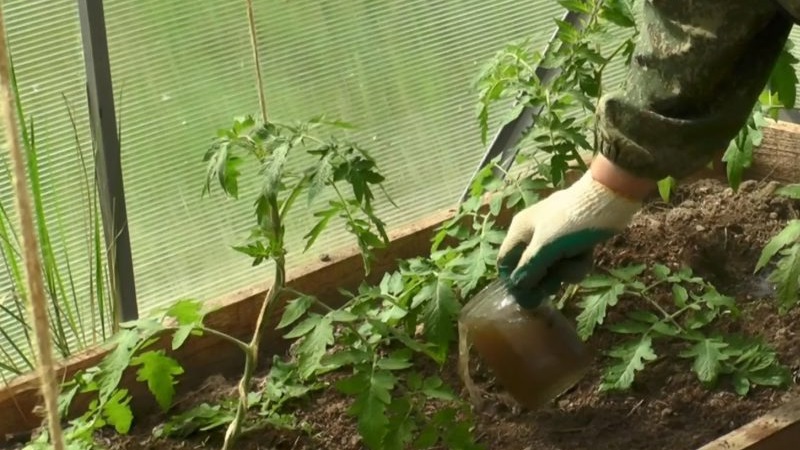 Rules for feeding tomatoes in a greenhouse: what fertilizers and when to use to get a rich harvest