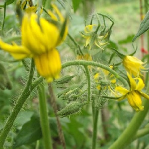 Rules for feeding tomatoes in a greenhouse: what fertilizers and when to use to get a rich harvest
