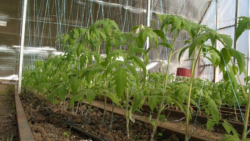 Rules for feeding tomatoes in a greenhouse: what fertilizers and when to use to get a rich harvest