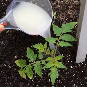 Rules for feeding tomatoes in a greenhouse: what fertilizers and when to use to get a rich harvest