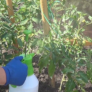 Rules for feeding tomatoes in a greenhouse: what fertilizers and when to use to get a rich harvest