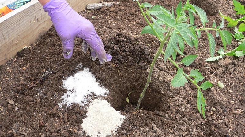 Rules for feeding tomatoes in a greenhouse: what fertilizers and when to use to get a rich harvest