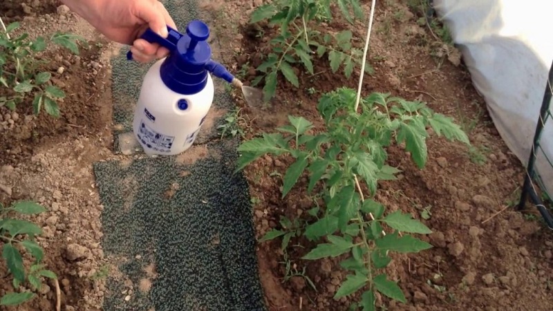 Rules for feeding tomatoes in a greenhouse: what fertilizers and when to use to get a rich harvest