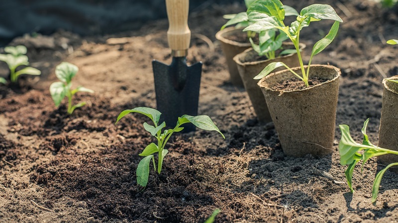 Pepper planting rules: preparatory stage, timing and nuances of the process