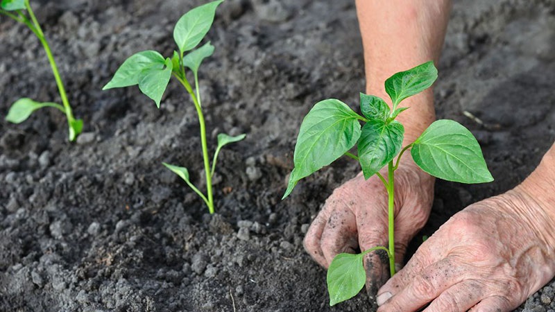 Pepper planting rules: preparatory stage, timing and nuances of the process