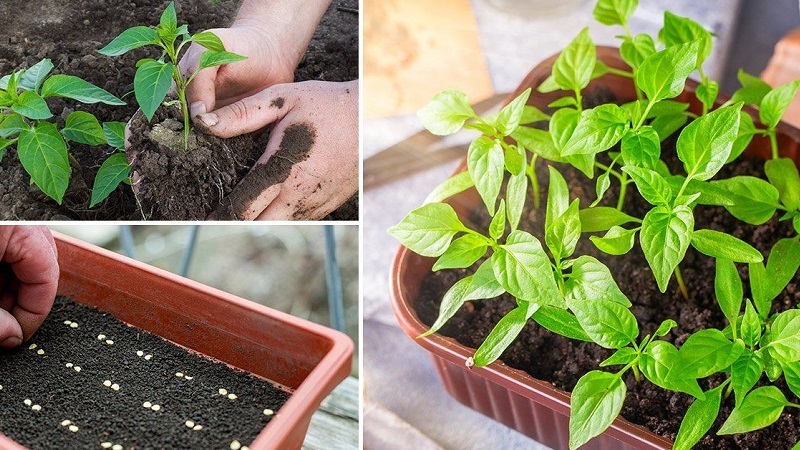 Pepper planting rules: preparatory stage, timing and nuances of the process