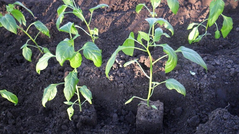 Pepper planting rules: preparatory stage, timing and nuances of the process