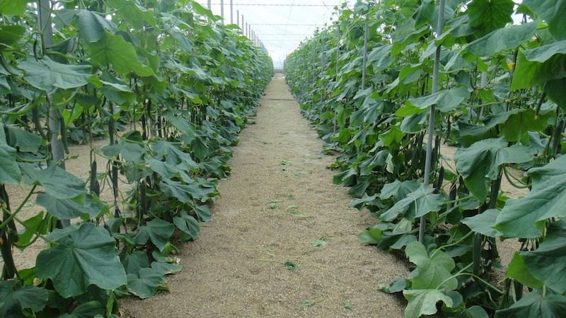 At what night temperature do cucumbers grow in the open field and in the greenhouse?