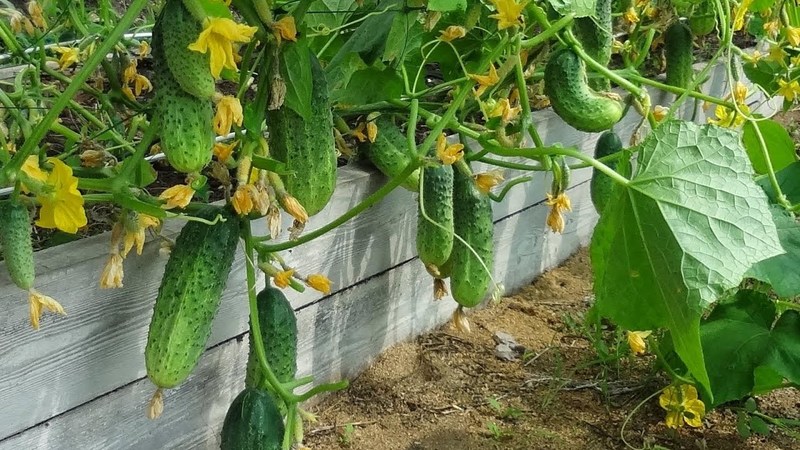 At what night temperature do cucumbers grow in the open field and in the greenhouse?