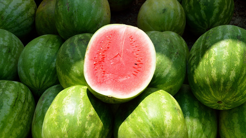 The reasons why watermelon is bitter and is it possible to eat such a fruit