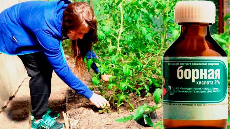Use of boric acid for plants: tomatoes, cucumbers, peppers and other crops
