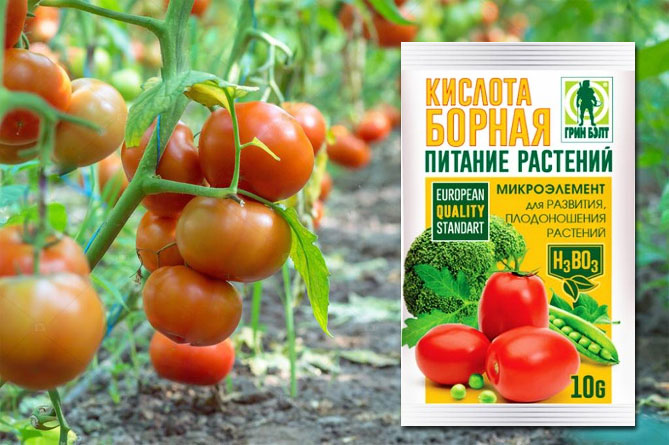 Use of boric acid for plants: tomatoes, cucumbers, peppers and other crops