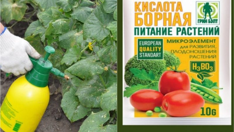 Use of boric acid for plants: tomatoes, cucumbers, peppers and other crops
