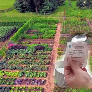 Use of boric acid for plants: tomatoes, cucumbers, peppers and other crops