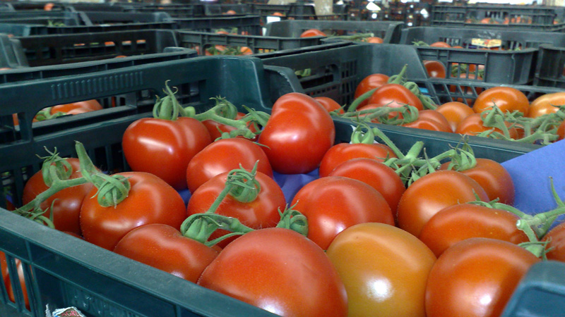We will tell and show you how to keep tomatoes fresh for a long time: interesting life hacks from experienced owners