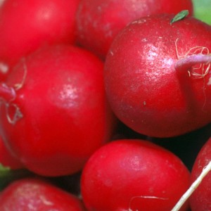 Celeste Radish Hybrid Care for Tasty Big Fruits
