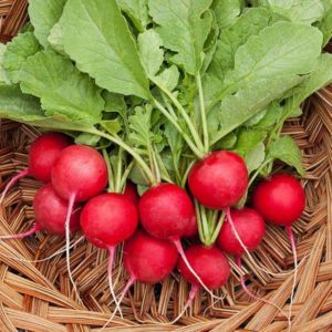 Celeste Radish Hybrid Care for Tasty Big Fruits