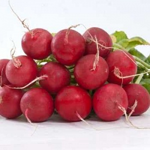 Celeste Radish Hybrid Care for Tasty Big Fruits