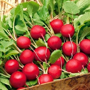 Celeste Radish Hybrid Care for Tasty Big Fruits