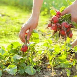 Celeste Radish Hybrid Care for Tasty Big Fruits