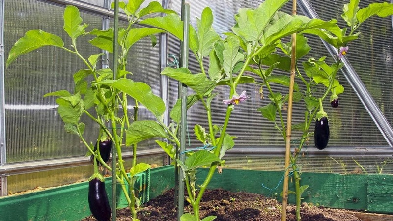 Expert advice for greenhouse eggplant care
