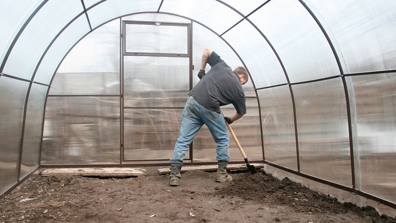 Expert advice for greenhouse eggplant care