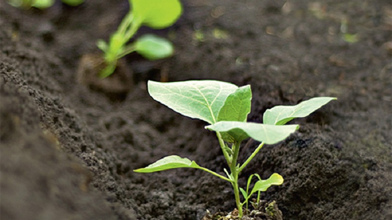 Expert advice for greenhouse eggplant care