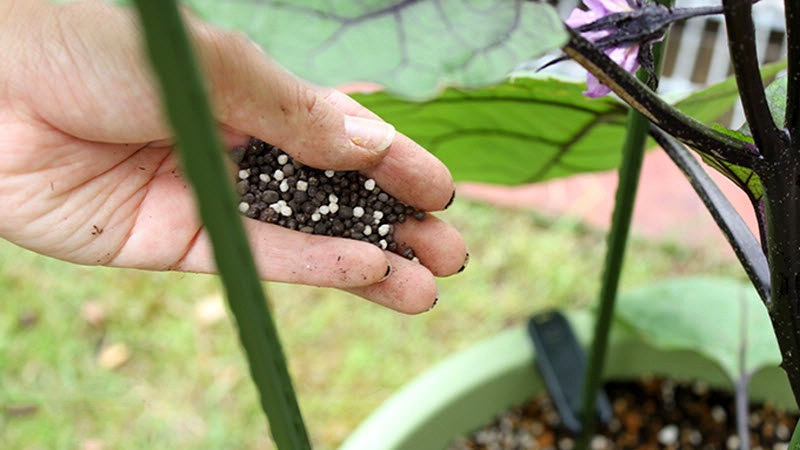 Expert advice for greenhouse eggplant care