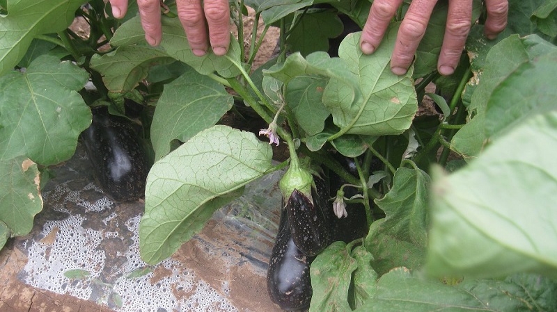 Expert advice for greenhouse eggplant care