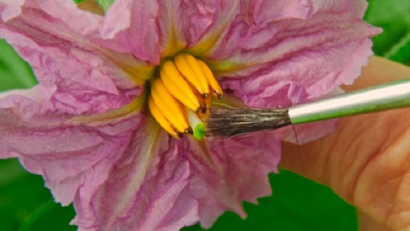 Expert advice for greenhouse eggplant care