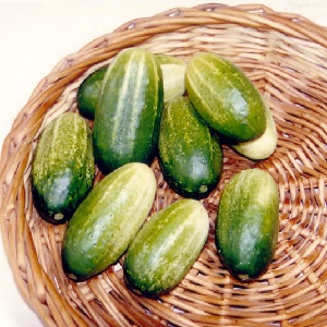 The earliest varieties of cucumbers for greenhouses and open field