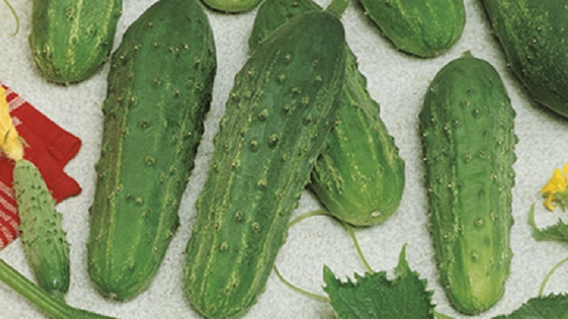 The earliest varieties of cucumbers for greenhouses and open field