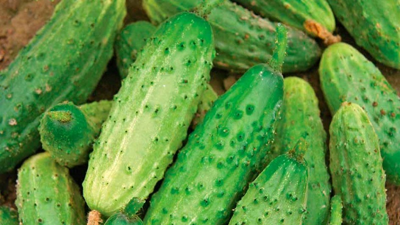 The earliest varieties of cucumbers for greenhouses and open field