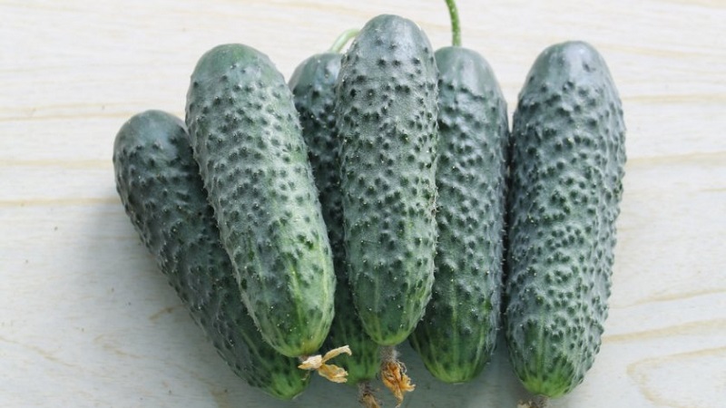The earliest varieties of cucumbers for greenhouses and open field