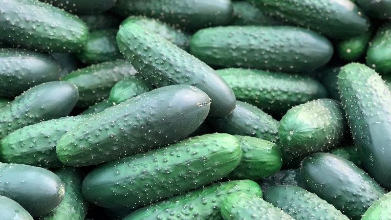 The earliest varieties of cucumbers for greenhouses and open field