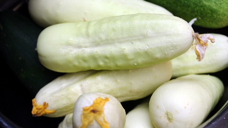 The earliest varieties of cucumbers for greenhouses and open field