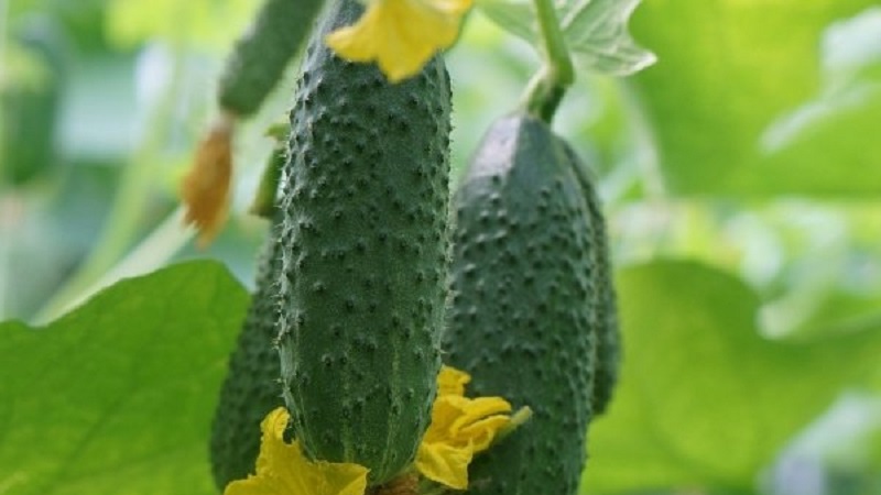 The earliest varieties of cucumbers for greenhouses and open field