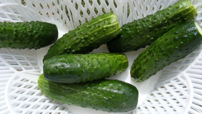 The earliest varieties of cucumbers for greenhouses and open field
