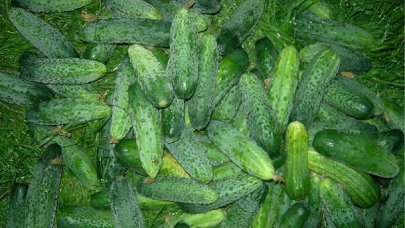 The earliest varieties of cucumbers for greenhouses and open field