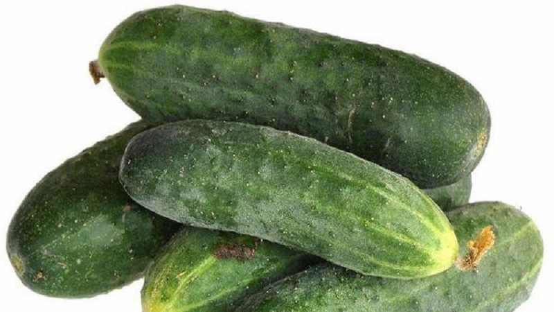 The earliest varieties of cucumbers for greenhouses and open field