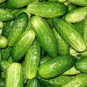 The earliest varieties of cucumbers for greenhouses and open field