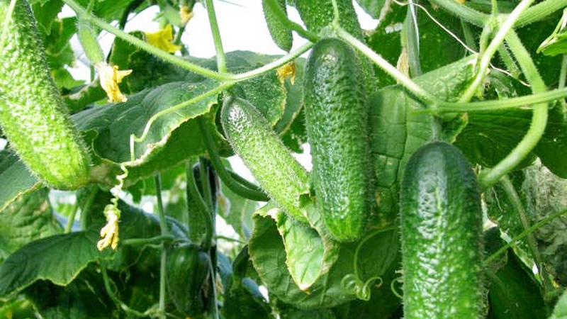 The earliest varieties of cucumbers for greenhouses and open field