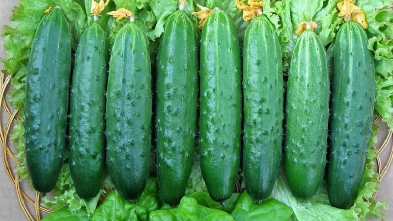 The earliest varieties of cucumbers for greenhouses and open field