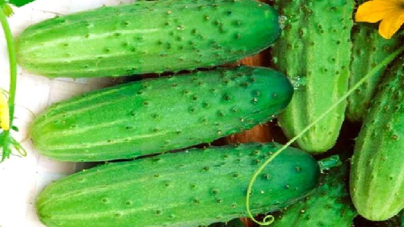 The earliest varieties of cucumbers for greenhouses and open field