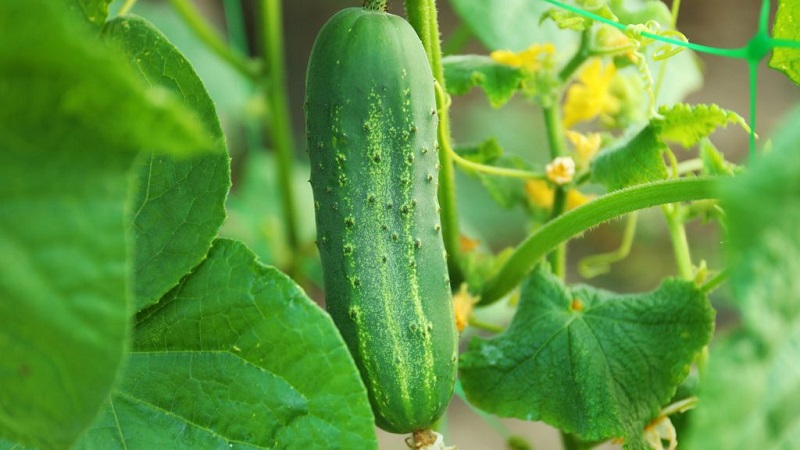 The earliest varieties of cucumbers for greenhouses and open field