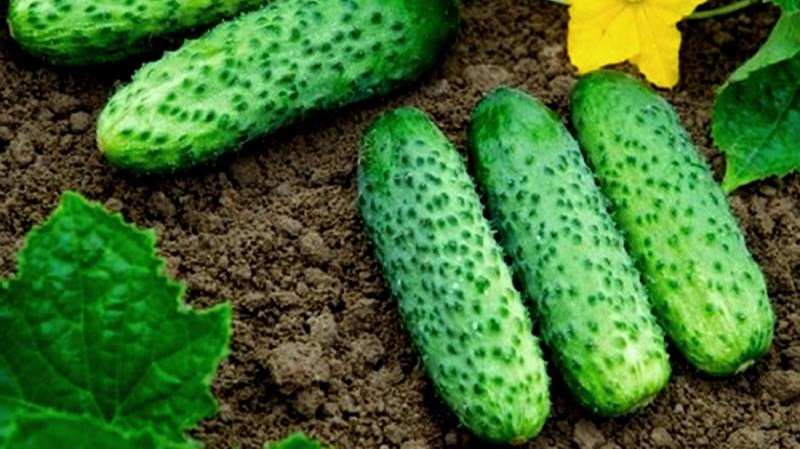 The earliest varieties of cucumbers for greenhouses and open field