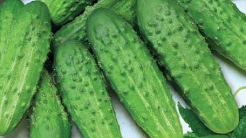The earliest varieties of cucumbers for greenhouses and open field