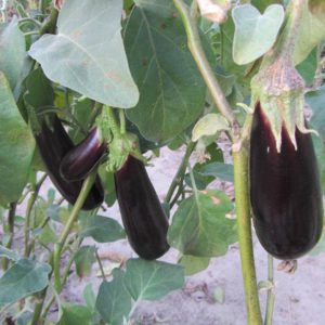 Secrets of feeding eggplant for a rich harvest