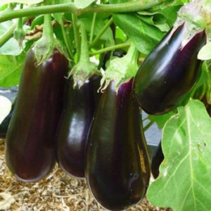 Secrets of feeding eggplant for a rich harvest