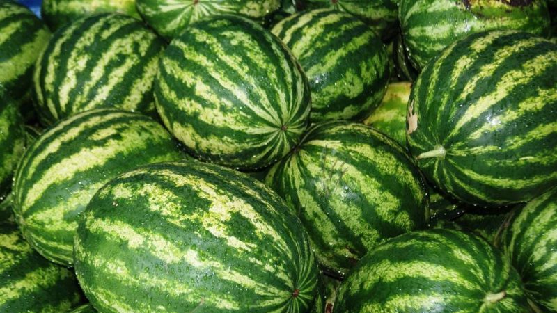 Should you buy watermelon seeds? Producer: an overview of the variety of American breeders, its advantages and disadvantages